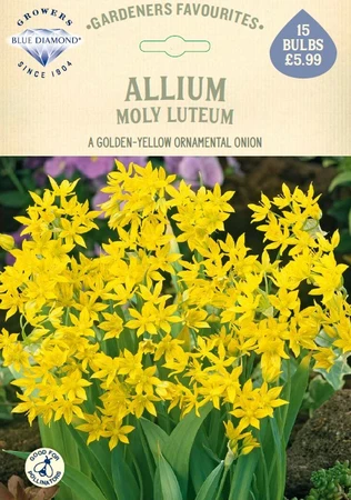 Allium Moly Luteum
