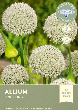 Allium Ping Pong