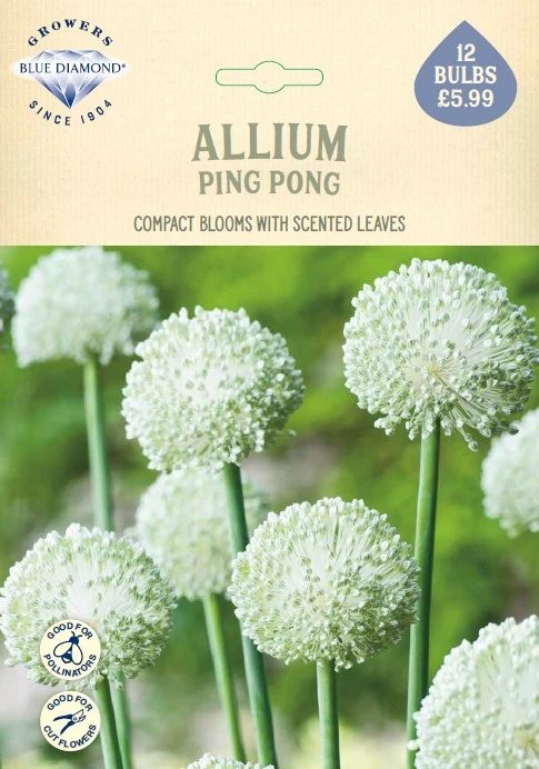 Allium Ping Pong NE - image 1