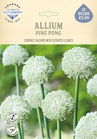 Allium Ping Pong NE - image 1