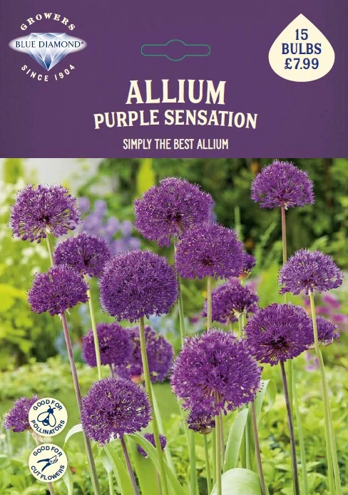 Allium Purple Sensation BR - image 1
