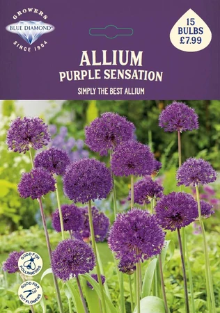 Allium Purple Sensation BR - image 1