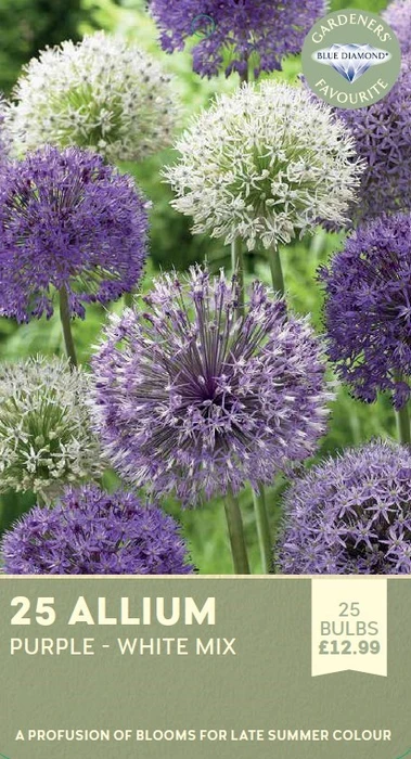 Allium Purple White Mix