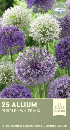 Allium Purple White Mix