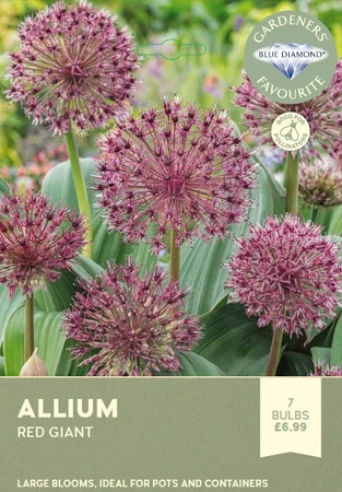 Allium Red Giant