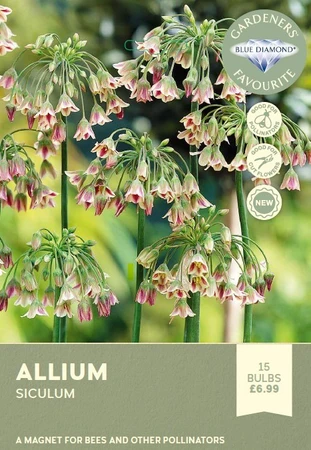 Allium siculum