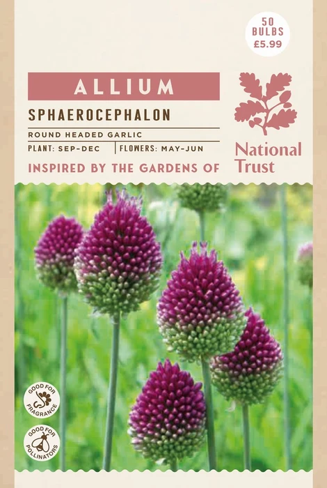 Allium Sphaerocephalum - image 2