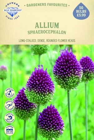 Allium Sphaerocephalum - image 1