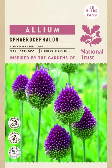 Allium Sphaerocephalum - image 4