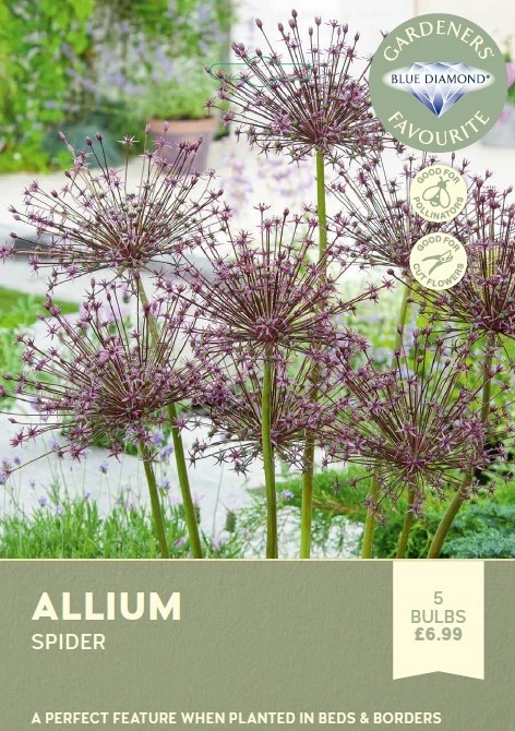 Allium Spider