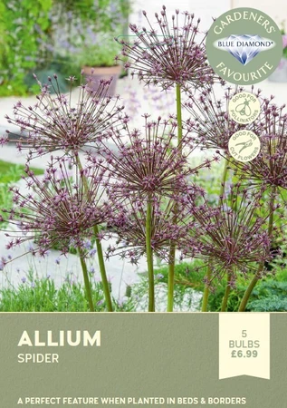 Allium Spider