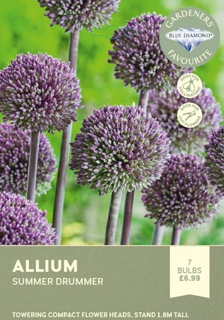 Allium Summer Drummer