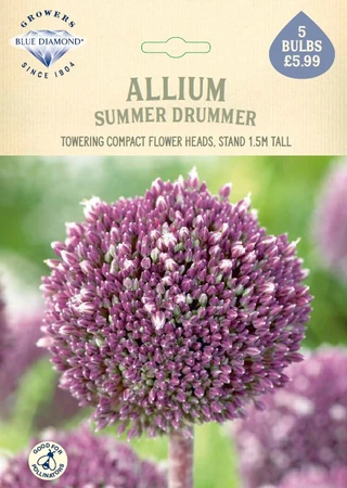 Allium Summer Drummer NE
