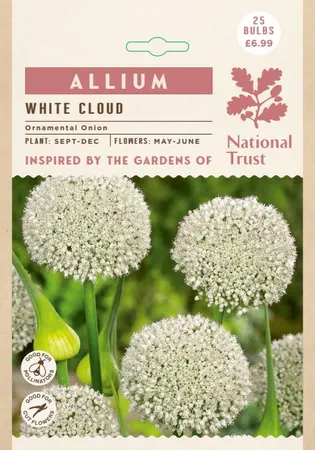 Allium White Cloud GF - image 2