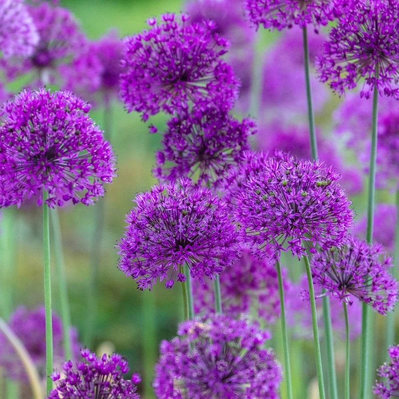 Alliums