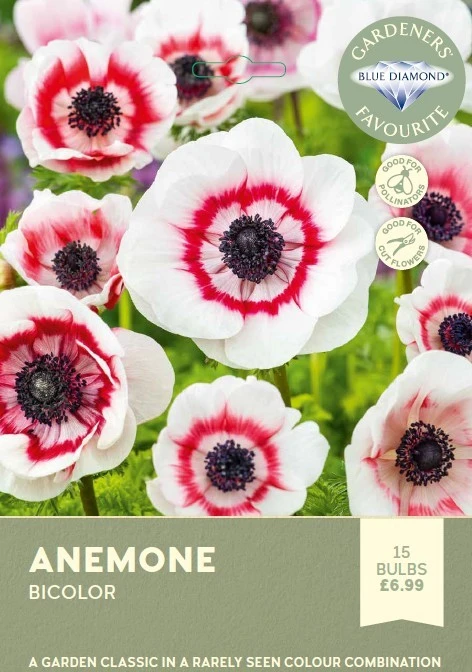 Anemone Bicolor