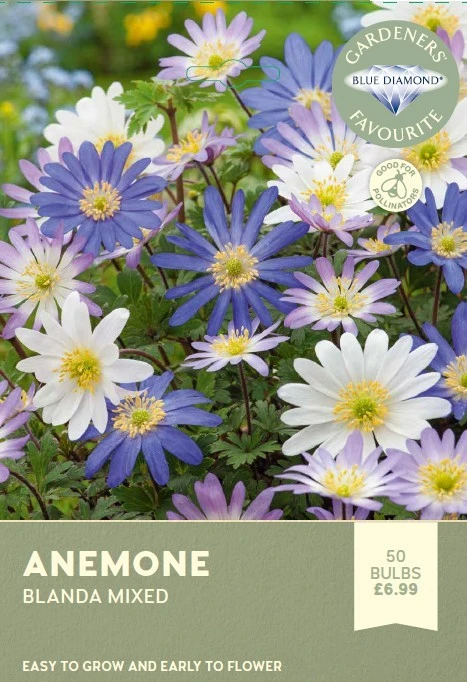 Anemone Blanda Mixed