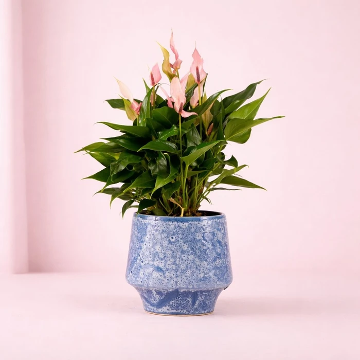 Anthurium Lilli in Artisan Ceramic 12cm