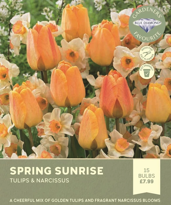 Apricot Sunrise