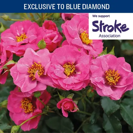 Believe In Yourself CHAR SHR 4.5L