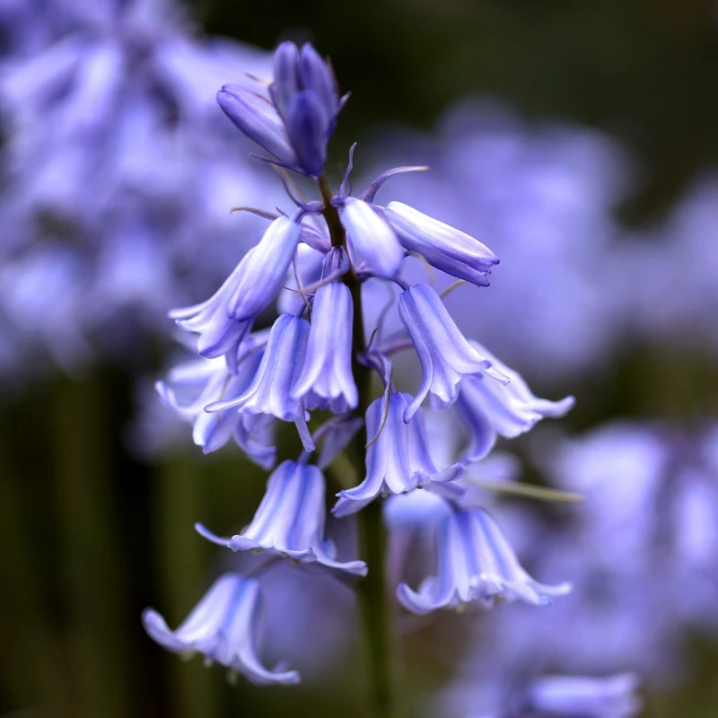 Blue Bells