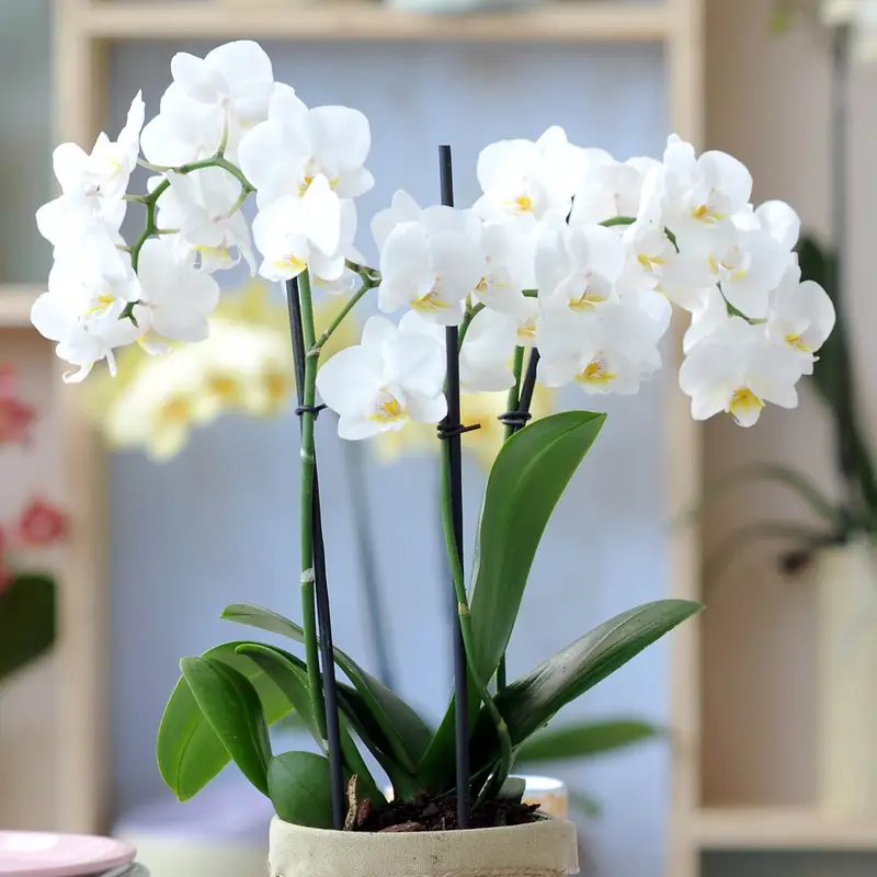 British Grown Peat-Free Plants