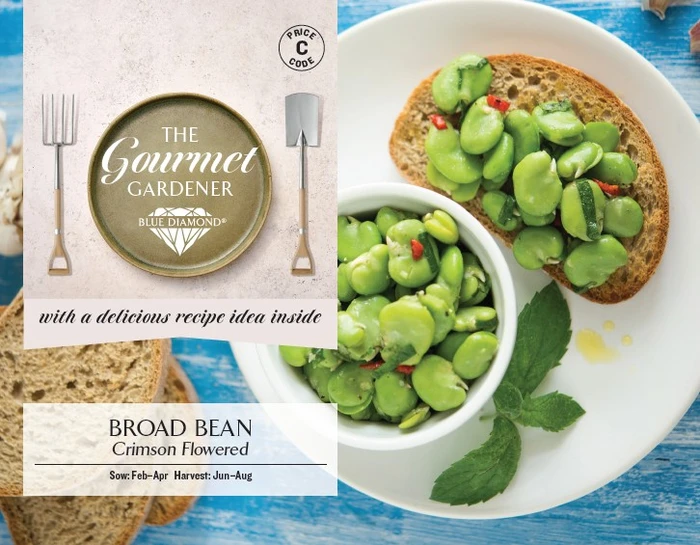 BROAD BEAN Crimson Flowered