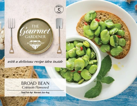 BROAD BEAN Crimson Flowered