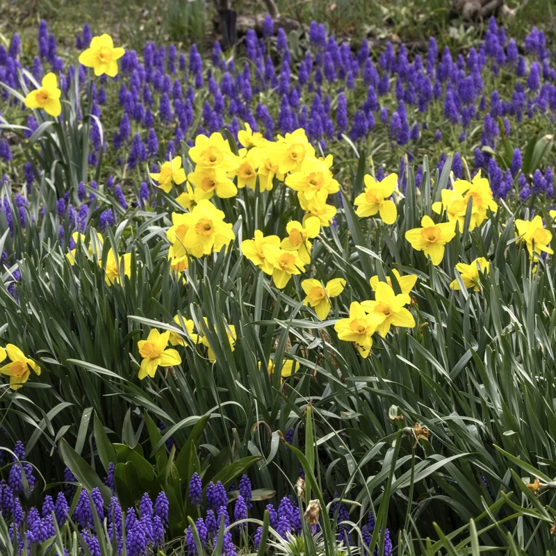 Bulb Collections