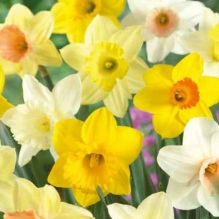 Bulbs