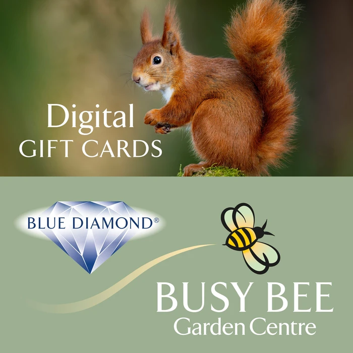 Busy Bee Digital Gift Voucher - Red Squirrel