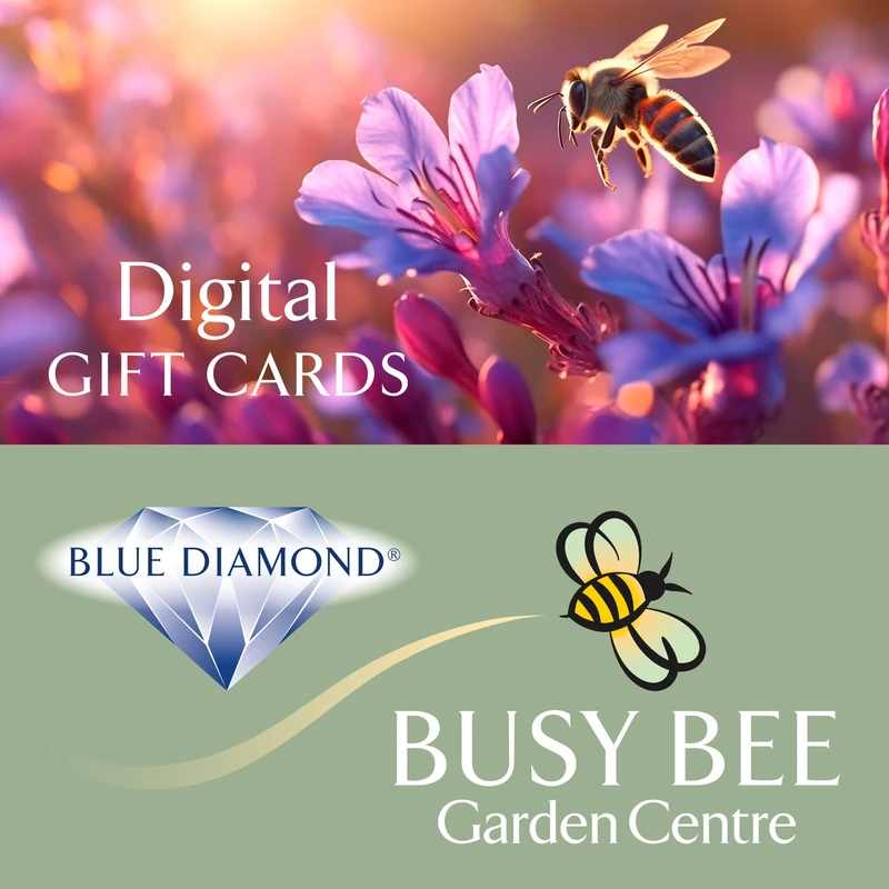 Busy Bee E-Gift Vouchers
