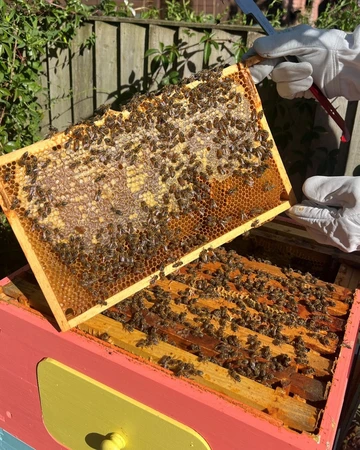 Buzz Box Starter Pack - image 7