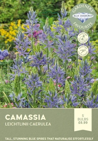 Camassia Leichtlinii Caerulea
