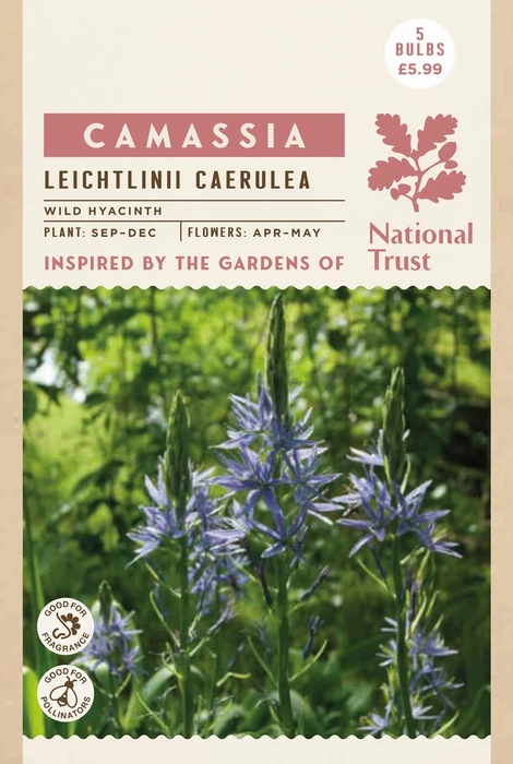Camassia Leichtlinii Caerulea - image 2