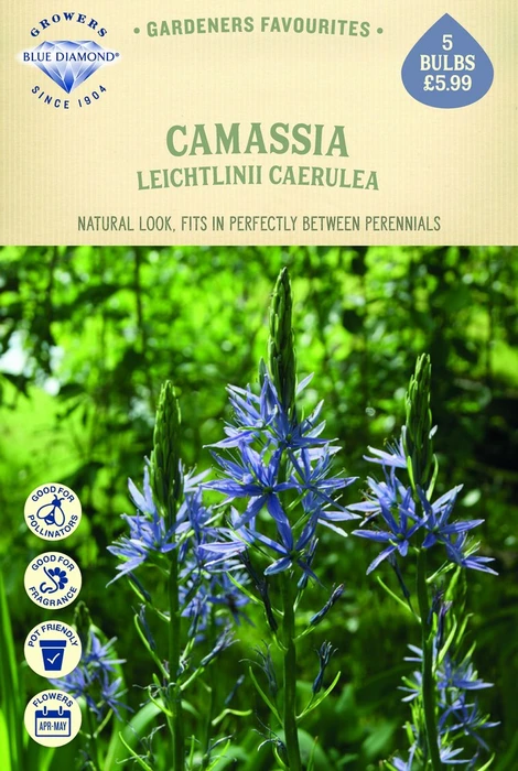 Camassia Leichtlinii Caerulea - image 1