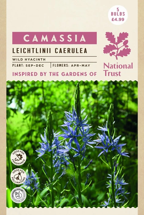 Camassia Leichtlinii Caerulea - image 4