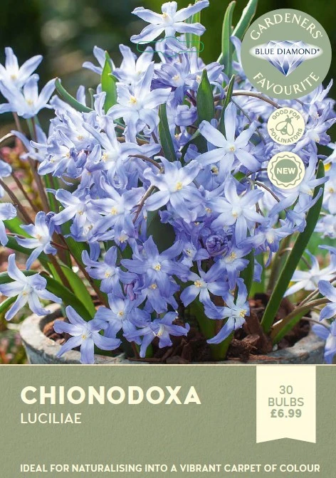 Chionodoxa Luciliae