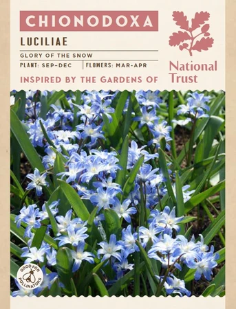 Chionodoxa Luciliae - image 3
