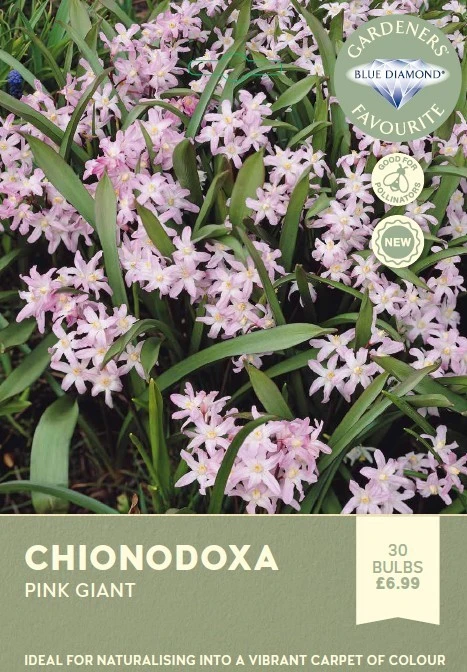 Chionodoxa Pink Giant