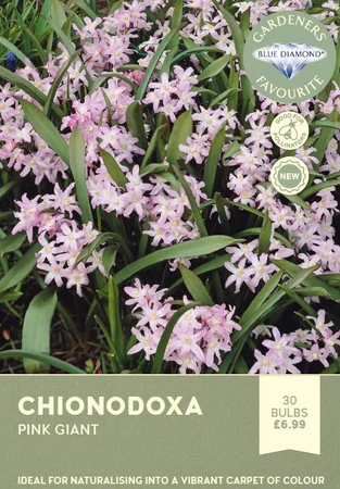 Chionodoxa Pink Giant
