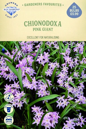 Chionodoxa Pink Giant - image 1