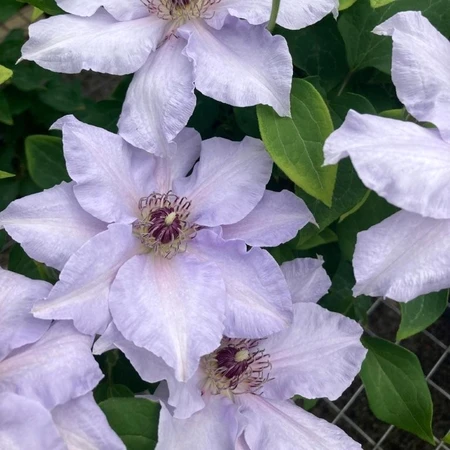 Clematis Raymond Evison Eliza 3L - image 2