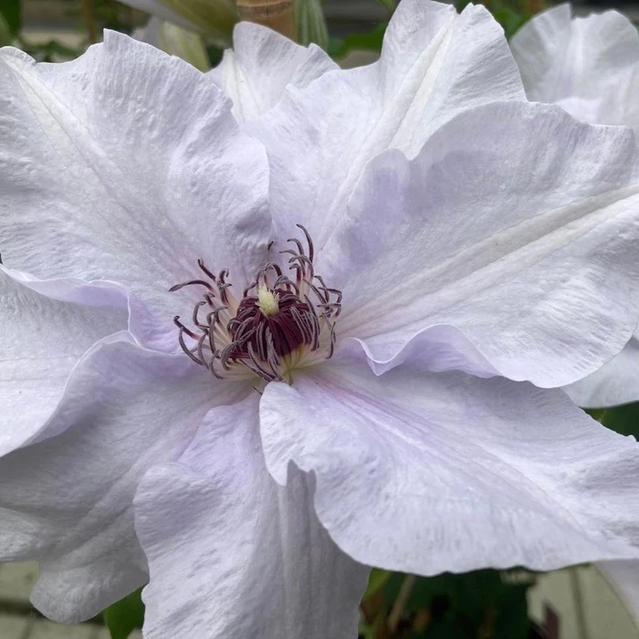 Clematis Raymond Evison Eliza 3L - image 3