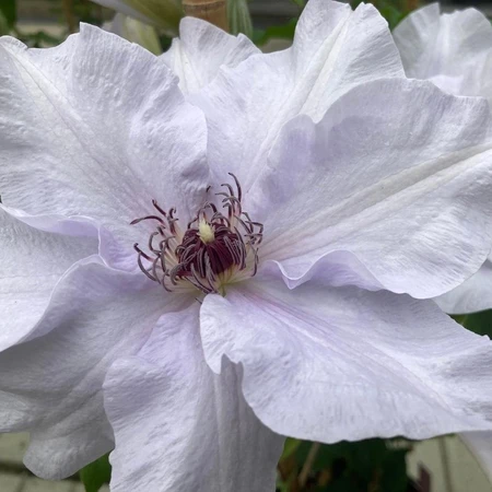 Clematis Raymond Evison Eliza 3L - image 3
