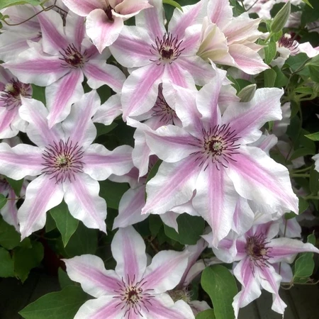 Clematis Raymond Evison Ithemba 3L - image 2