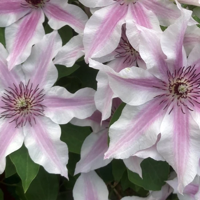 Clematis Raymond Evison Ithemba 3L - image 3