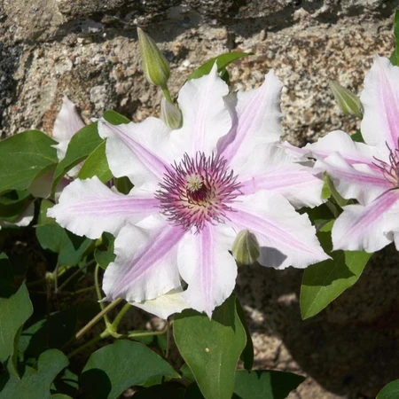 Clematis Raymond Evison Ithemba 3L - image 1