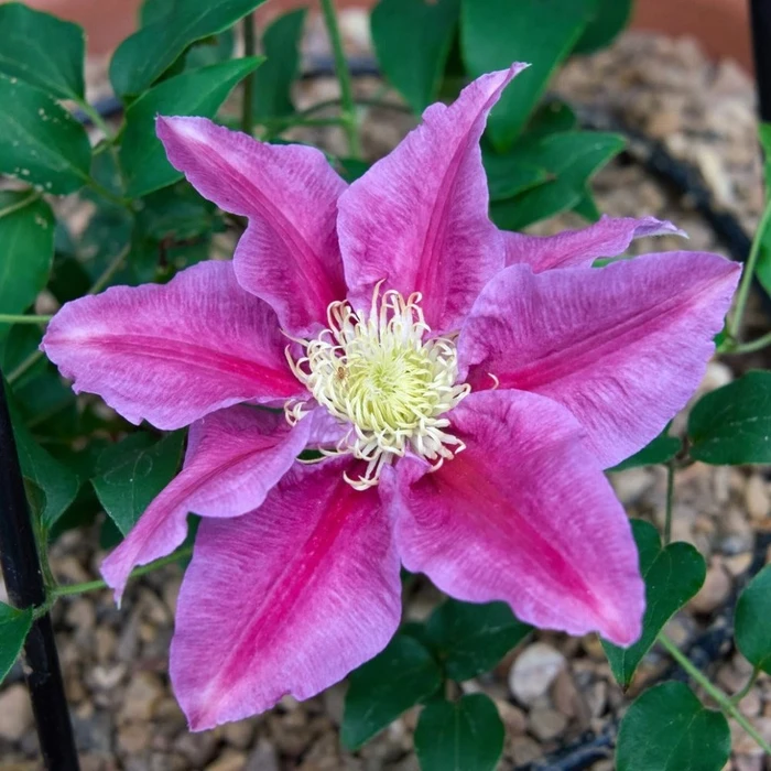 Clematis Raymond Evison Queens Nurse 3L - image 1