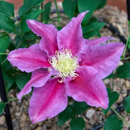 Clematis Raymond Evison Queens Nurse 3L - image 1